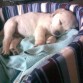 En su cesto durmiendo como un angelito...